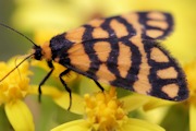 Lydia Lichen Moth (Asura lydia)